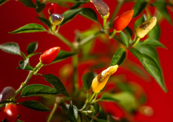 Маленький Перец Чили Крупным Планом Красном Фоне — стоковое фото
