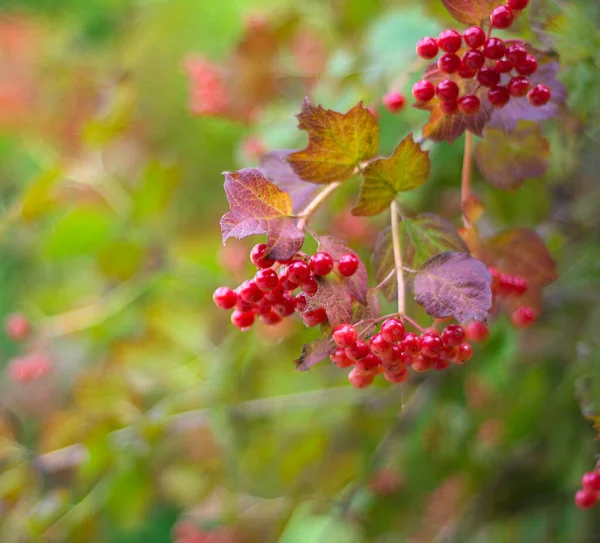 Guelder Rose Viburno Vermelho Bagas Viburnum Maduras Arbusto Verão — Fotografia de Stock