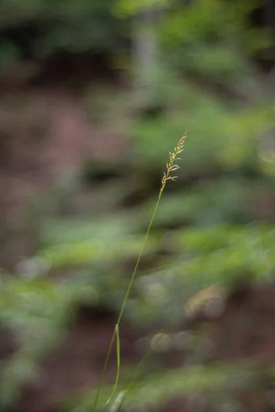 Lonely Grass Blurred Natural Background — Stock Photo, Image