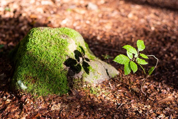 Pequeño Haya Bosque Verano — Foto de Stock