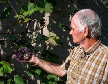 Kıdemli çiftçi taze üzüm mahsulünü inceliyor. Üzüm bağında üzüm toplayan kıdemli adam.