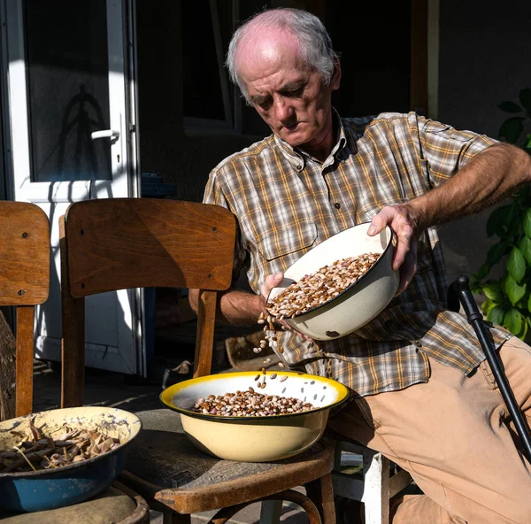 Starszy Mężczyzna Obieranie Fasoli Ogrodzie — Zdjęcie stockowe