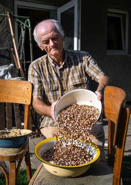 Uomo Anziano Peeling Fagioli Giardino — Foto Stock