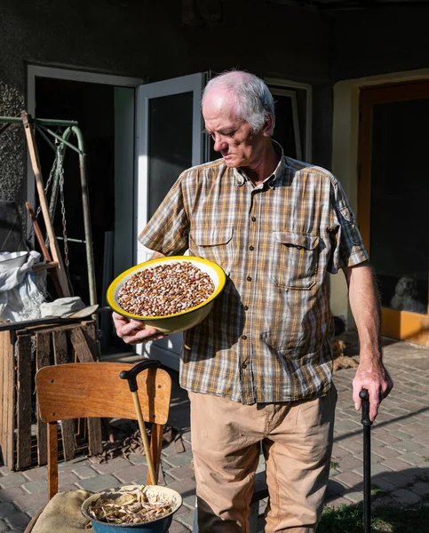 Senior Man Peeling Beans Garden — Stock Photo, Image
