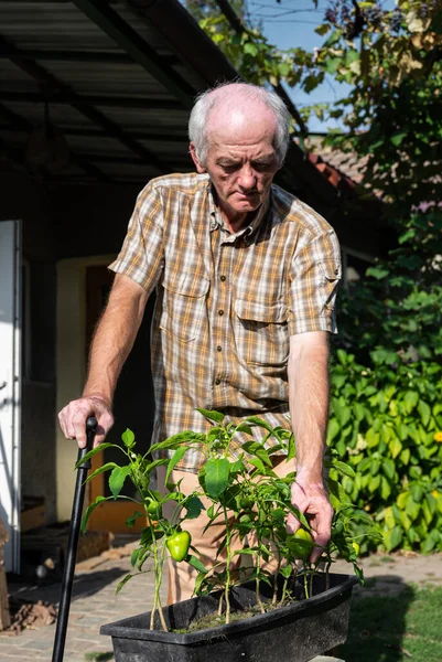 Hombre Agricultor Recogiendo Pimentón Jardín —  Fotos de Stock