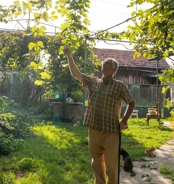 Senior Farmář Kontroluje Sklizeň Čerstvých Hroznů Senior Man Harvesting Grapes — Stock fotografie