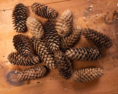 Tahta bir fındık tarlasında bir sürü kozalak