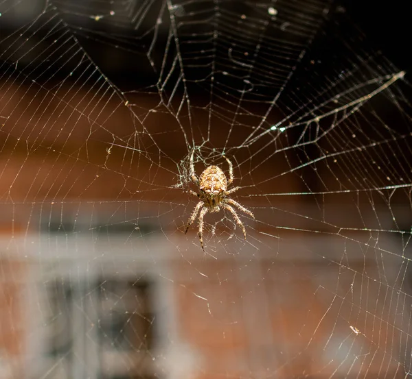 Close Spider Web — Stock Photo, Image