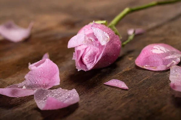 Rosa Rose Und Blütenblätter Auf Einem Hölzernen Hintergrund — Stockfoto