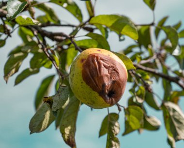 Bitki hastalıkları. Monilinia fructigena. Meyve çürüğü. Enfekte olmuş elmalar meyve bahçesindeki bir ağaç dalında yetişir.