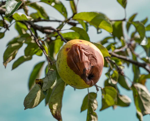Nemoci Jabloni (které mohou, listů plodů, může vést, Ochrana proti, Podosphaera leucotricha) Nemoci Jabloni
