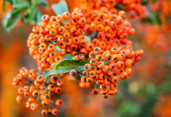 Decorative Bush Orange Sea Buckthorn — Stock Photo, Image