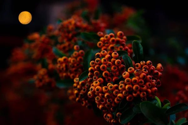 Decorative Bush Orange Sea Buckthorn — Stock Photo, Image