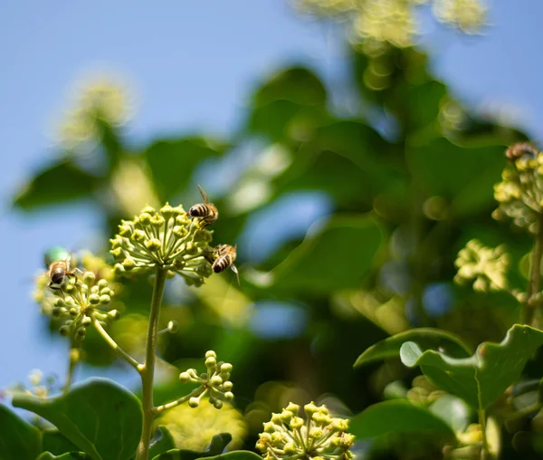 Abejas Miel Recogiendo Néctar Flores Hiedra Hiedra Floreciente — Foto de Stock