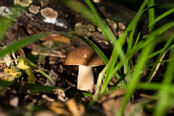 Cep mushroom in autumn forest. Mushroom picking