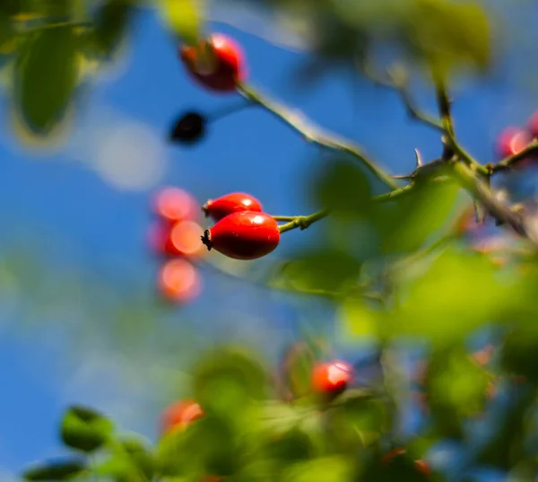 晴れた日には犬バラの果実のクローズアップ 犬のバラ ローザ カニーナ 自然の中で野生のバラ — ストック写真