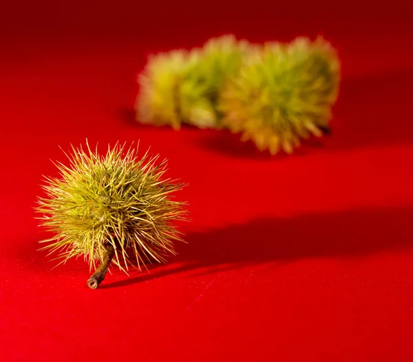 Châtaignes Douces Coquilles Sur Fond Rouge — Photo