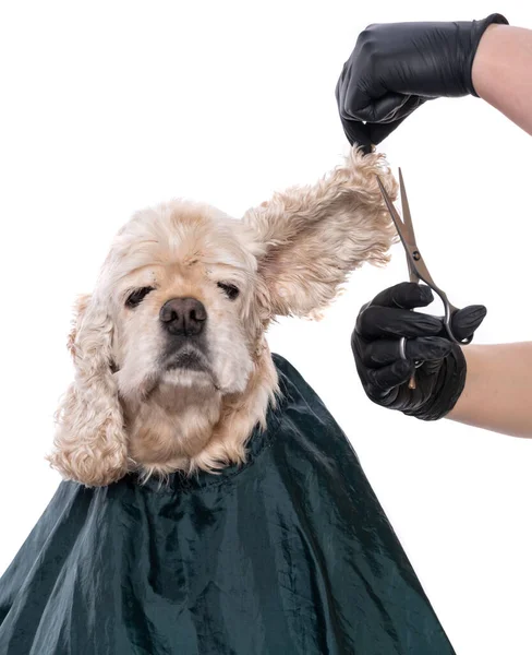 Cura Professionale Cane Groomer Tenendo Strumenti Mano — Foto Stock