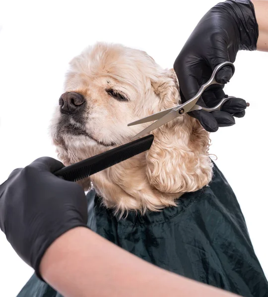 Cura Professionale Cane Groomer Tenendo Strumenti Mano — Foto Stock