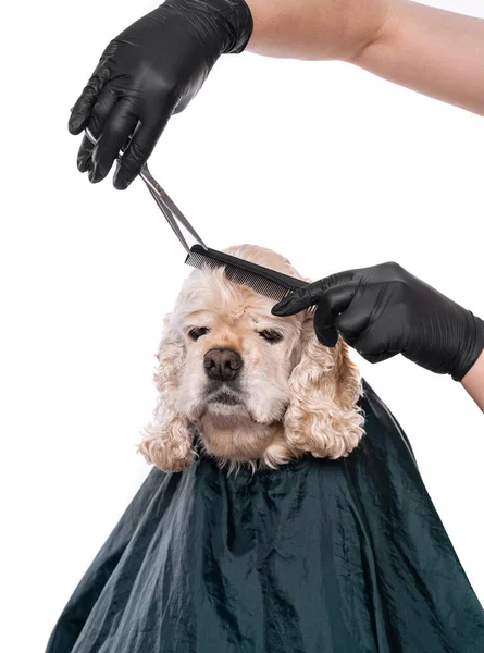 Professionele Zorg Voor Een Hond Gereedschap Handen Van Stalknecht — Stockfoto