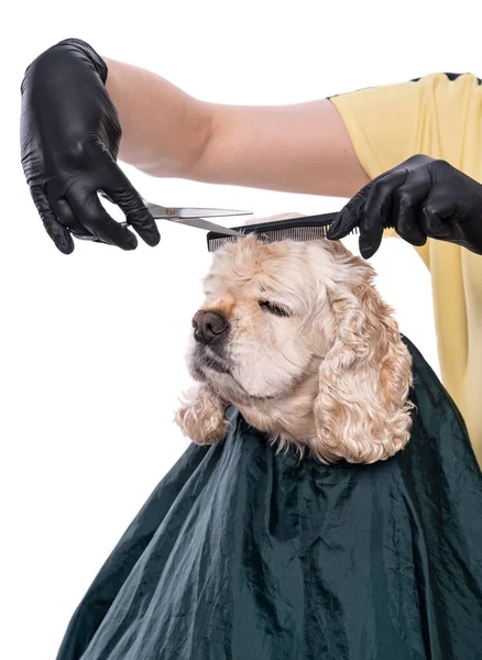 Professionele Zorg Voor Een Hond Gereedschap Handen Van Stalknecht — Stockfoto