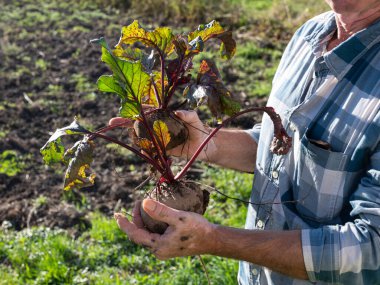 Tarım kavramı. Taze pancar kökü tutan çiftçi. Organik sebze hasadı