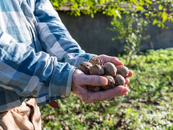 Conceito Agrícola Agricultor Segurando Nozes Livre — Fotografia de Stock