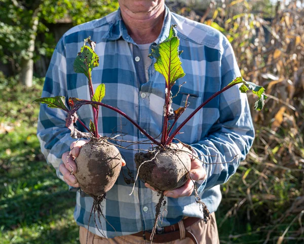 Landbouwconcept Boer Met Verse Bieten Biologische Groenteoogst — Stockfoto