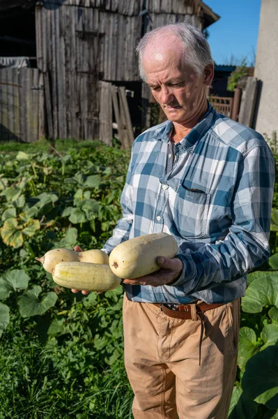 Agricultural Concept Farmer Holding Fresh Squashes Organic Vegetables Harvest — Stock Photo, Image