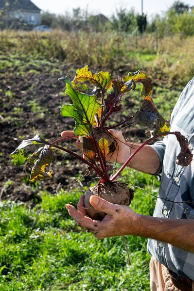 Landbouwconcept Boer Met Verse Bieten Biologische Groenteoogst — Stockfoto