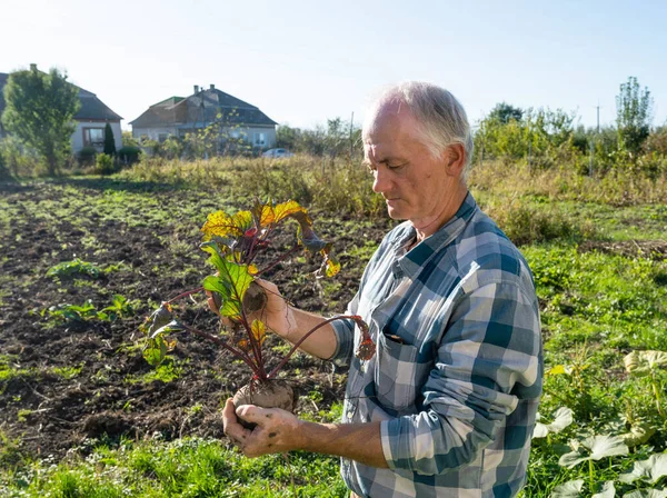 Zemědělský Koncept Farmář Drží Čerstvý Řepný Kořen Ekologická Sklizeň Zeleniny — Stock fotografie