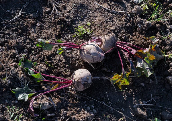 Barbabietole Fresche Raccolte Biologicamente Azienda — Foto Stock