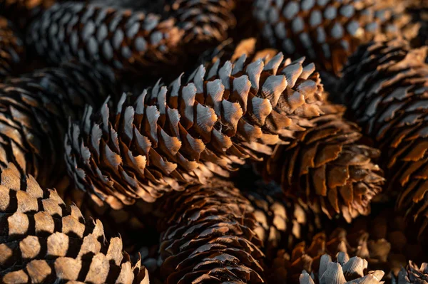 Oogsten Van Dennenappels Natuurlijke Achtergrond — Stockfoto