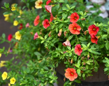 Turuncu ve sarı çiçeklerin renkli çiçekleri canlı bir bahçede serpilmiş, güneşli bir günde doğanın güzelliğini sergiliyor.