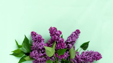 Modaya uygun soluk yeşil arka planda leylak çiçekli yaratıcı minimalist afiş. Web afişi. Üst görünüm, düz görünüm, kopyalama alanı