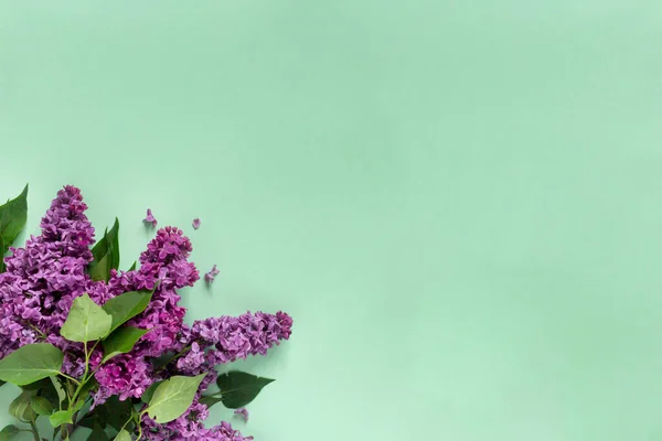 Kreativ minimalistisches Banner mit lila Blüten auf trendigem blassgrünem Hintergrund. Web-Banner. Draufsicht, flache Lage, Kopierraum — Stockfoto