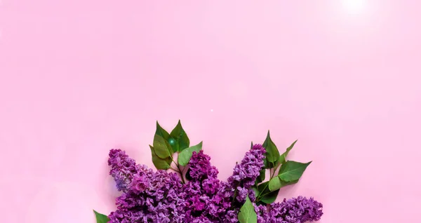 Kreatives minimalistisches Banner mit lila Blüten auf trendigem rosa Hintergrund. Web-Banner. Draufsicht, flache Lage, Kopierraum — Stockfoto