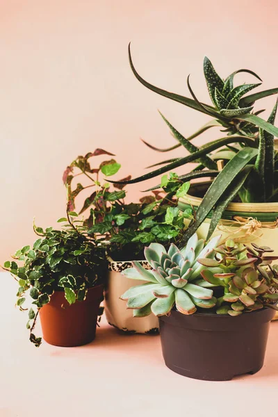 Trending colección de varias plantas de interior y suculentas fondo rosa — Foto de Stock