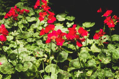 Bahçenin arka planında kırmızı sardunya çiçekleri var.