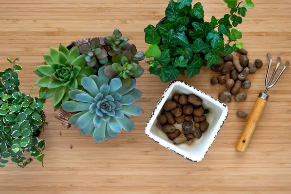 Replantación de flores en jardín interior. Plantas verdes en maceta en el hogar, suministros de jardín, diseño de la selva urbana. — Foto de Stock