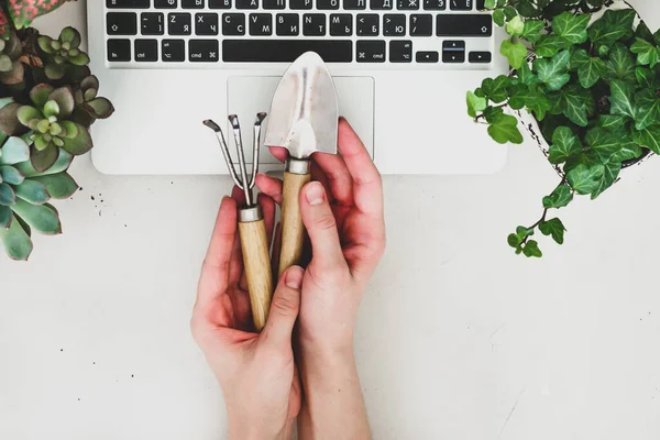 Compras remotas en línea de plantas y equipos de jardín. Un cómodo y elegante lugar de trabajo freelancers con ordenador portátil y plantas de interior suculentas — Foto de Stock