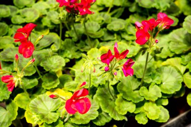 Bahçenin arka planında kırmızı sardunya çiçekleri var.