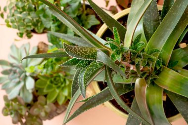 Yeşil Aloe çiçeklerini kapatın. Ve pembe arka planda çeşitli kapalı bitki koleksiyonu.