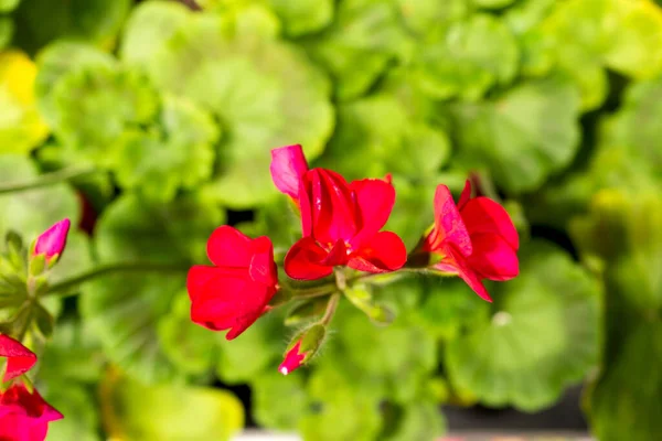 Flores de geranio rojo sobre un fondo de exuberante vegetación en el centro del jardín —  Fotos de Stock