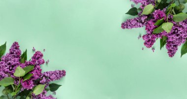 Modaya uygun soluk yeşil arka planda leylak çiçekli yaratıcı minimalist afiş. Web afişi. Üst görünüm, düz görünüm, kopyalama alanı