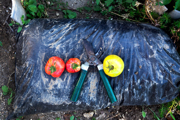 Gardening supplies. Pruner, crop of red and yellow tomatoes on a bag of fertilizer