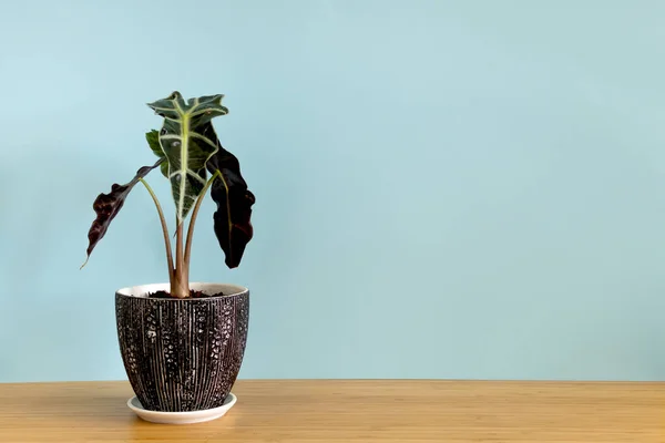 Mock up banner with copy space trending flower Alocasia sanderiana on blue background. Summer indoor plants and urban jungle concept