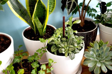 Ev içi bahçe bitkileri. Yılan bitkisi, sulu bitkiler, Ficus Pumila, Lyrata, Hedera helix, Alocasia sanderiana. Ev içi mavi arkaplanın şık botanik kompozisyonu