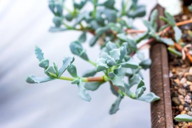 Güzel kaktüs kaktüsü sulu bitkiler seradaki bahçe çölü bitkisi..