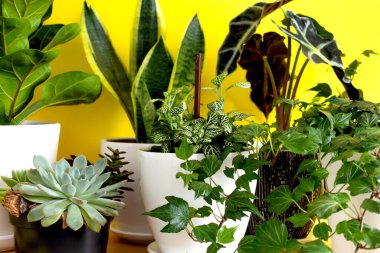 Ev içi bahçe bitkileri. Yılan bitkisi, sulu bitkiler, Ficus Pumila, Lyrata, Hedera helix, Alocasia sanderiana. Ev içi sarı arkaplanın şık botanik kompozisyonu